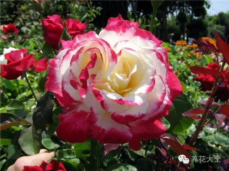 月季延長(zhǎng)花期