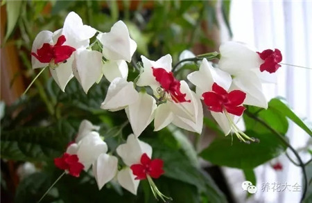 龍吐珠延長(zhǎng)花期