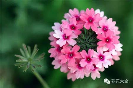 美女櫻延長(zhǎng)花期