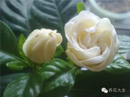 梔子花延長(zhǎng)花期