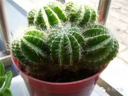 九、早春買花注意事項