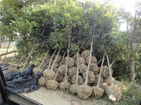 一、購買帶土球的花卉