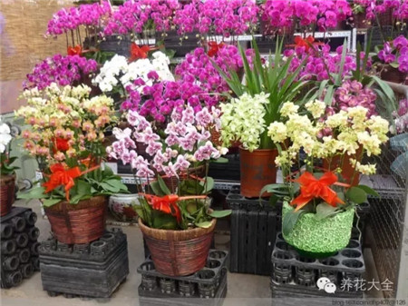 二、了解要買的花卉