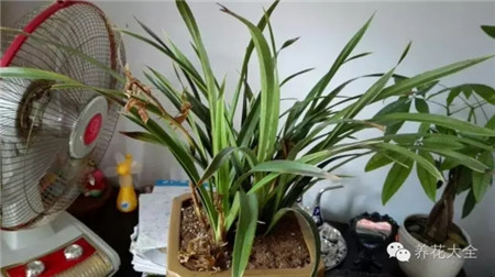 三、觀察盆土是否是新的