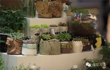 四、查看有無嫁接痕跡