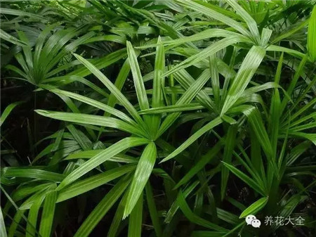 六、慎買一盆多棵植物