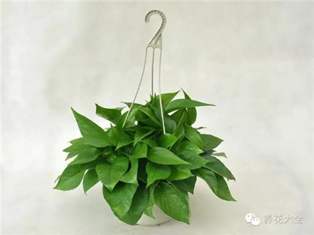 七、野藤雜樹冒充花卉