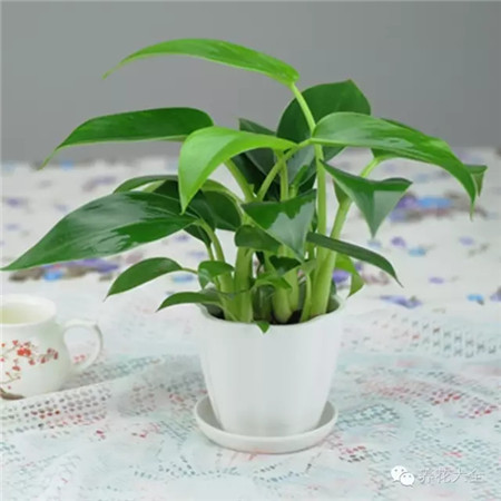 八、細鐵絲造型的花卉少買