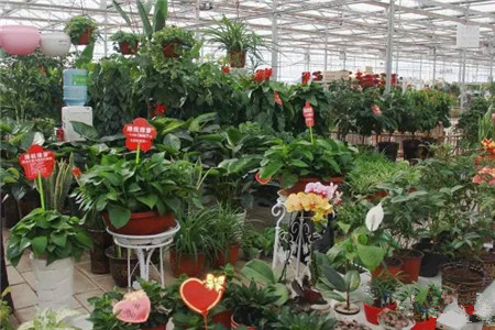 買花要遵循的7個(gè)原則