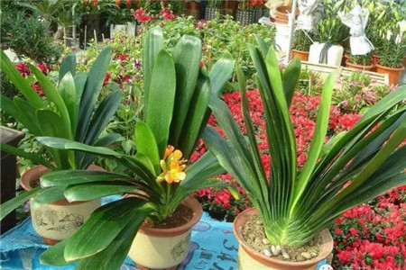 買花要遵循的7個(gè)原則