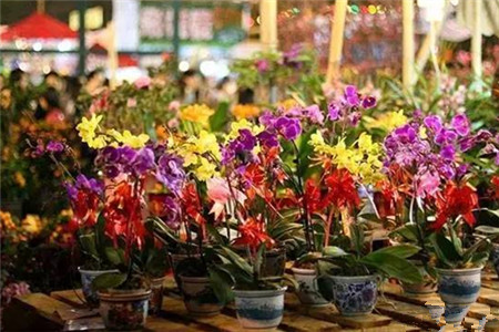 買花要遵循的7個(gè)原則