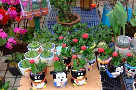 買花要遵循的7個(gè)原則