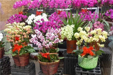 買花要遵循的7個(gè)原則