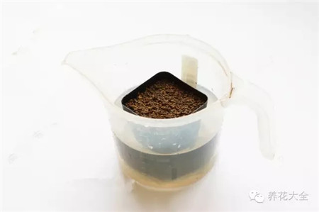 用多菌靈將土壤浸透