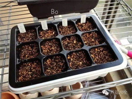 天竺葵種植準(zhǔn)備