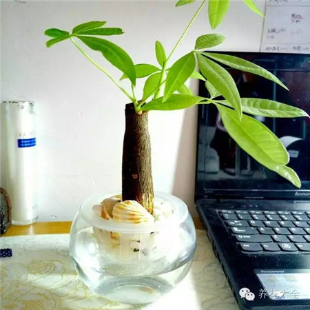 夏季養(yǎng)護之通風