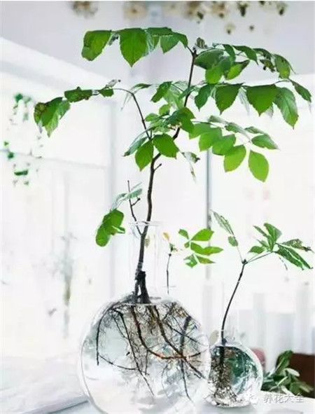 夏季養(yǎng)護之光照