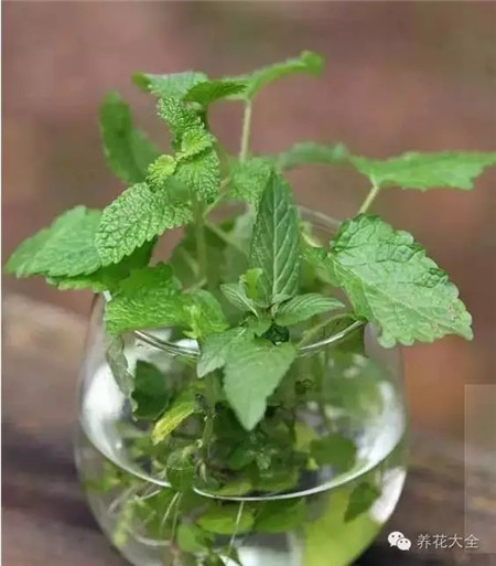 夏季養(yǎng)護之換水