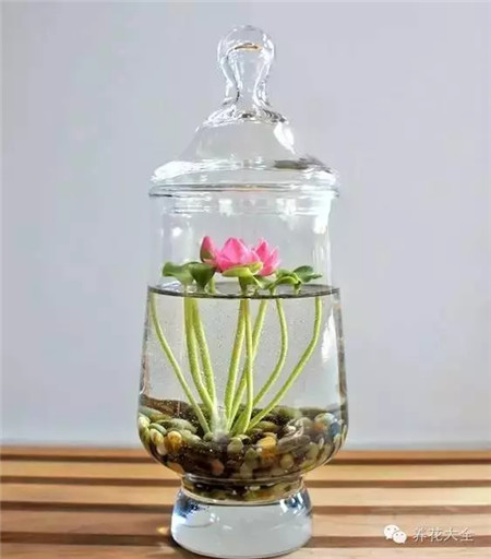 冬季養(yǎng)護之施肥