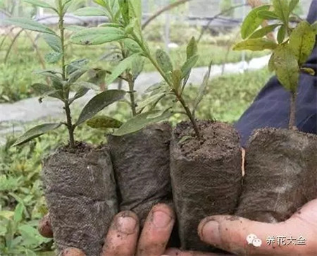 選用扦插基質(zhì)