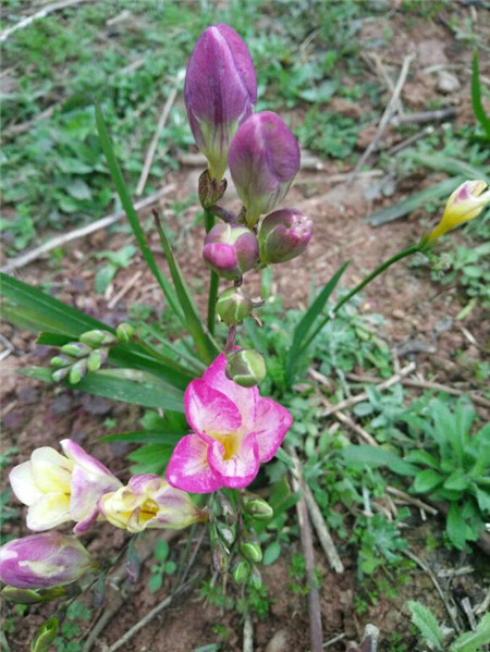 光照溫度不適宜