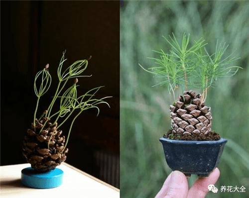 可愛(ài)的松子