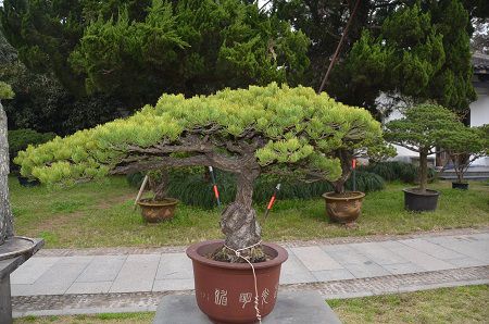 松樹(shù)盆景