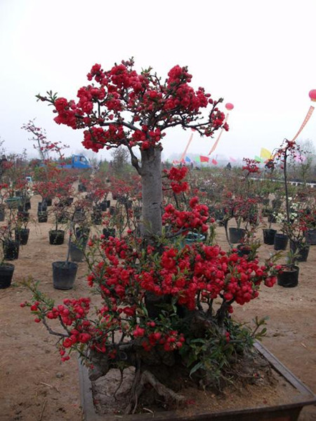 木瓜海棠開(kāi)花