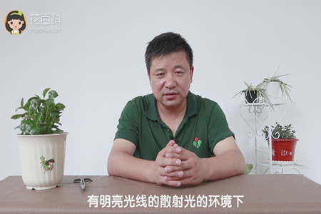 有明亮光線的散射光的環(huán)境下