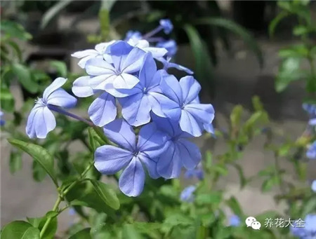 藍(lán)雪花圖片