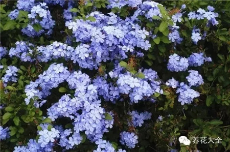 藍(lán)雪花花墻