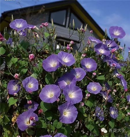 牽牛花（朝顏）