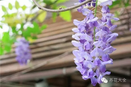 紫藤圖片