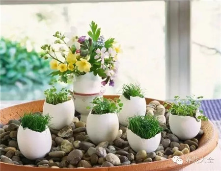蛋殼盆栽