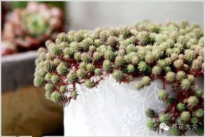 美呆了薄雪萬年草