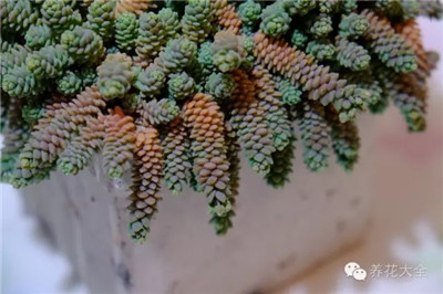 姬星美人的養(yǎng)護方法