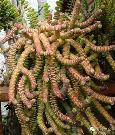 錢串養(yǎng)護方法