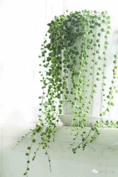 情人淚養(yǎng)護技巧