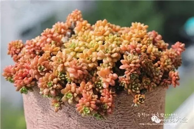 特里爾寶石養(yǎng)護技巧