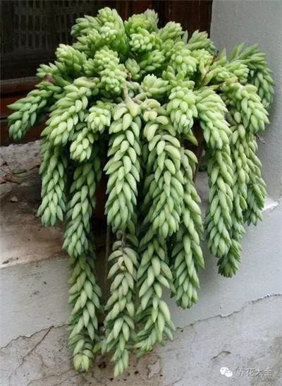 玉珠簾養(yǎng)殖方法