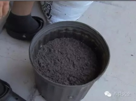 第一步 將疏松肥沃的腐殖土填入花盆