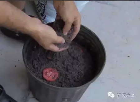 第四步 將西紅柿切片用土壤覆蓋住