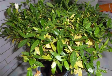 頂部葉片小而黃，有葉脈綠色，嚴重時出現(xiàn)褐斑