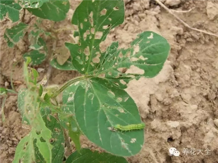 葉片出現(xiàn)損傷性裂口和孔洞