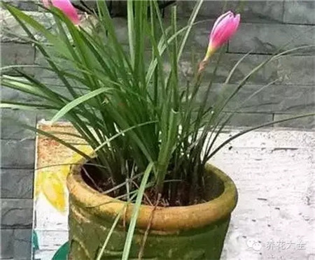 陶盆側面長青苔