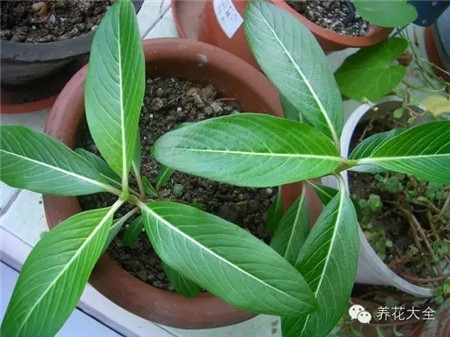 葉片小色淡，莖細長