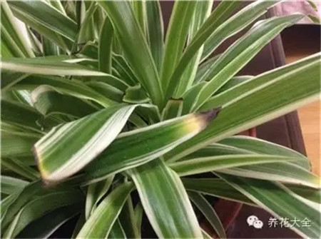 葉尖、葉緣變褐