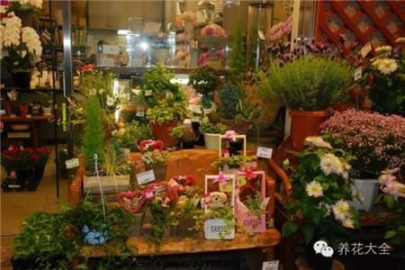 陽臺種菜的種子在哪買