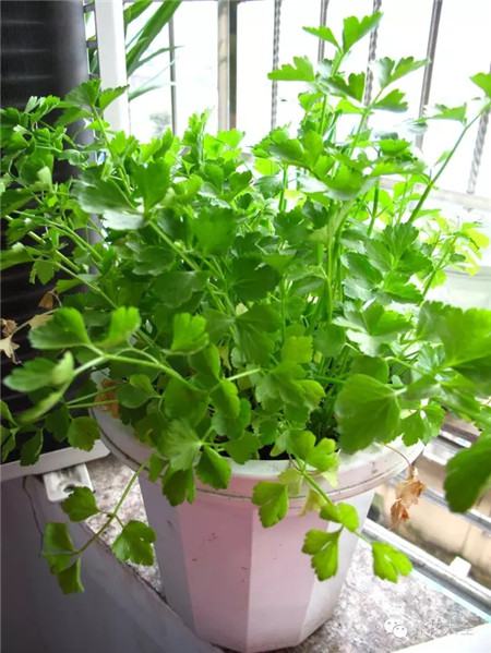 陽臺種植有哪些方法