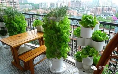 陽臺種菜對溫度有什么要求